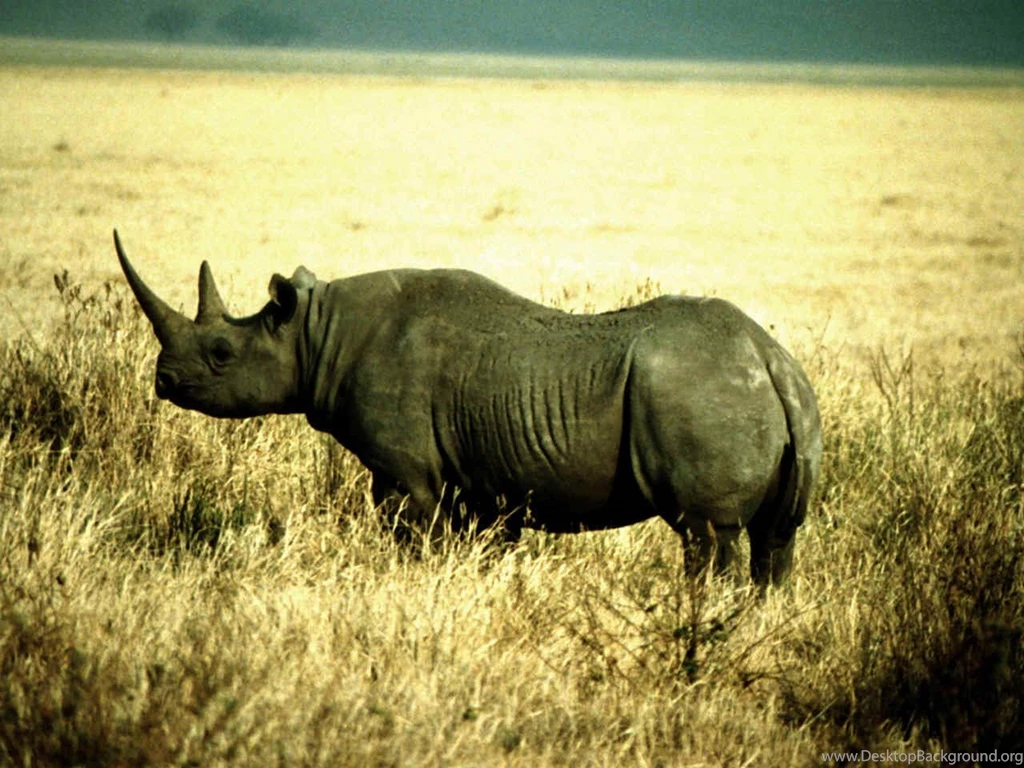 Free Rhinoceros Wallpapers Download Animals Town