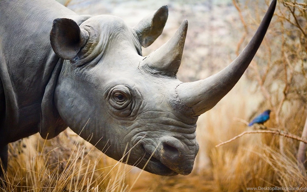 Rhino's Smile   1920x1200   Full HD 16/10   Wallpapers