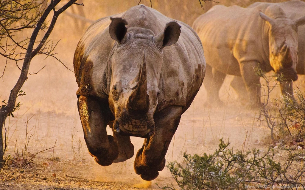 Rhino Rhinoceros Wallpapers