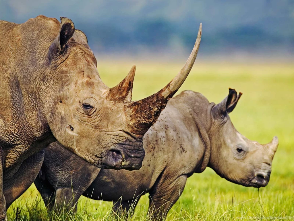 14 Fantastic HD Rhinoceros Wallpapers   HDWallSource.com