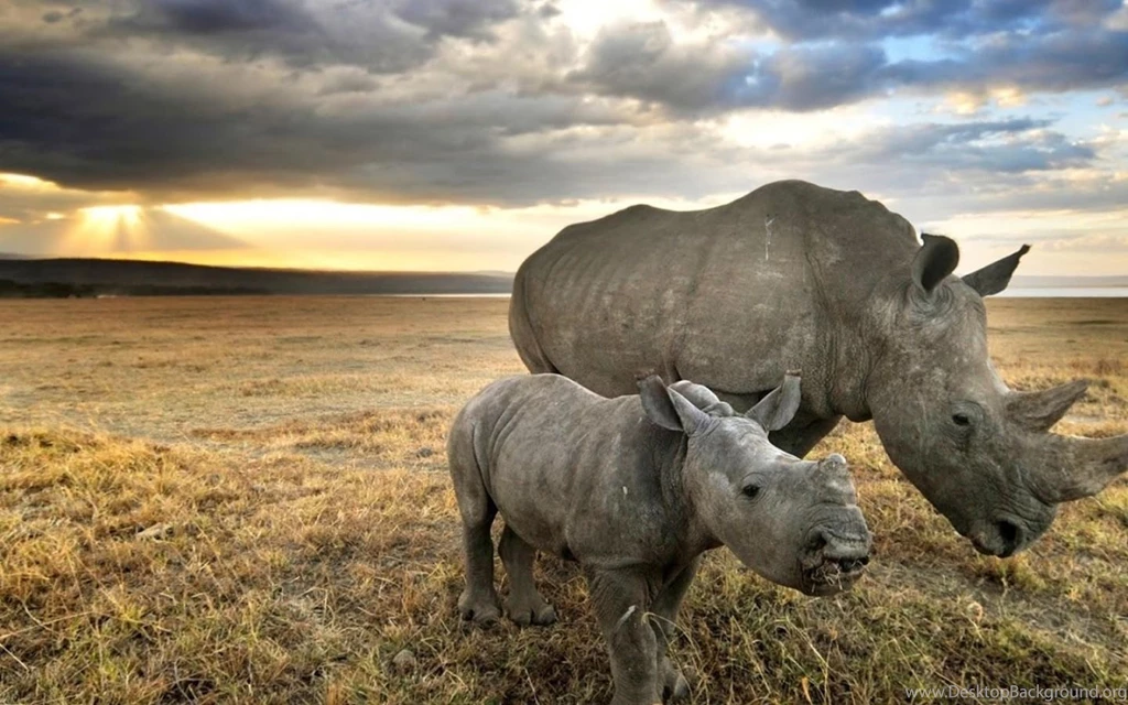 Rhinoceros HD Wallpaper.jpg