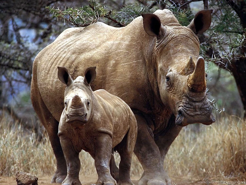 Rhino Wallpapers   Wild Big Rhino Pictures Gallery
