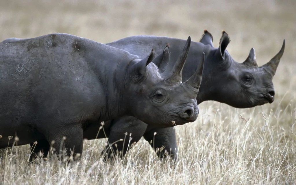 14 Fantastic HD Rhinoceros Wallpapers   HDWallSource.com