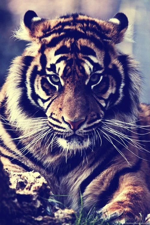 Tiger Pics With Quotes You Are Loved. QuotesGram