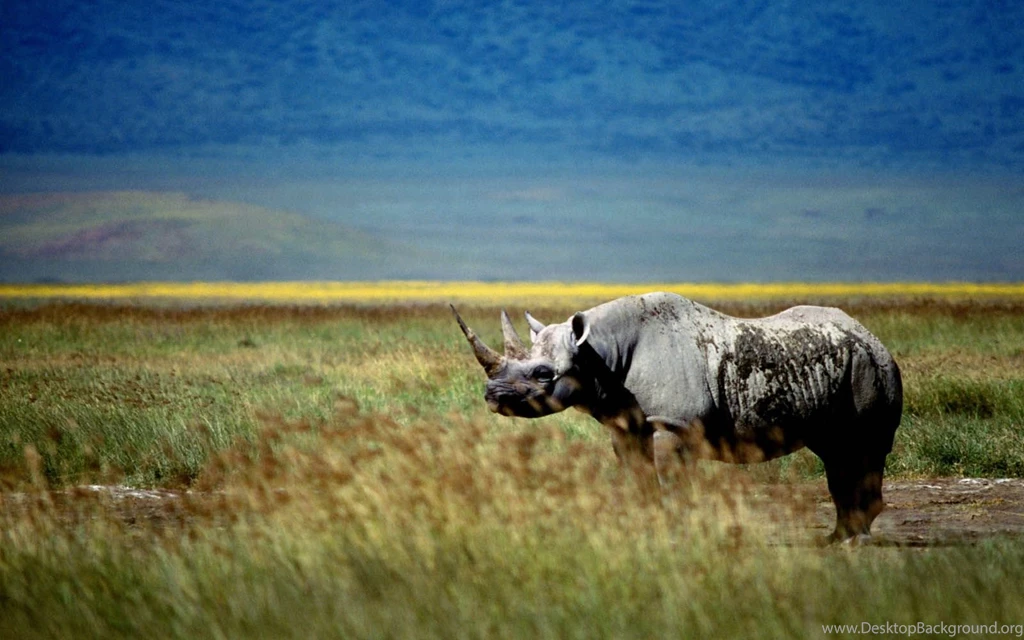 Fonds D'écran Rhinoceros : Tous Les Wallpapers Rhinoceros