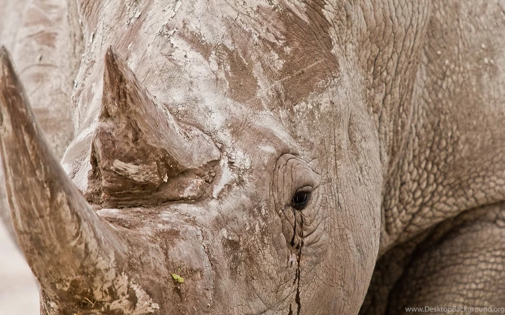 Close up Rhinoceros Wallpapers