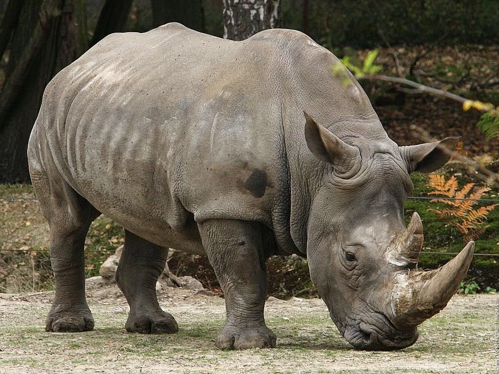 Save The Rhino Day: Know Your Facts!   FuzFeed