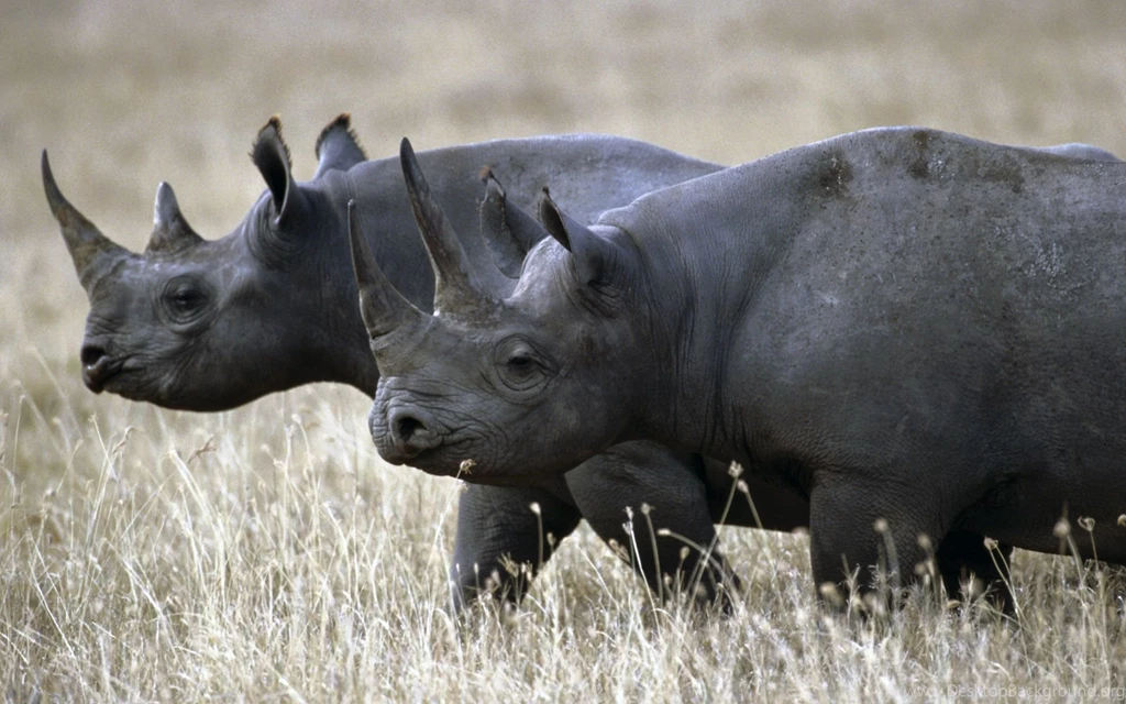 Rhinoceros Wallpapers And Images   Wallpapers, Pictures, Photos