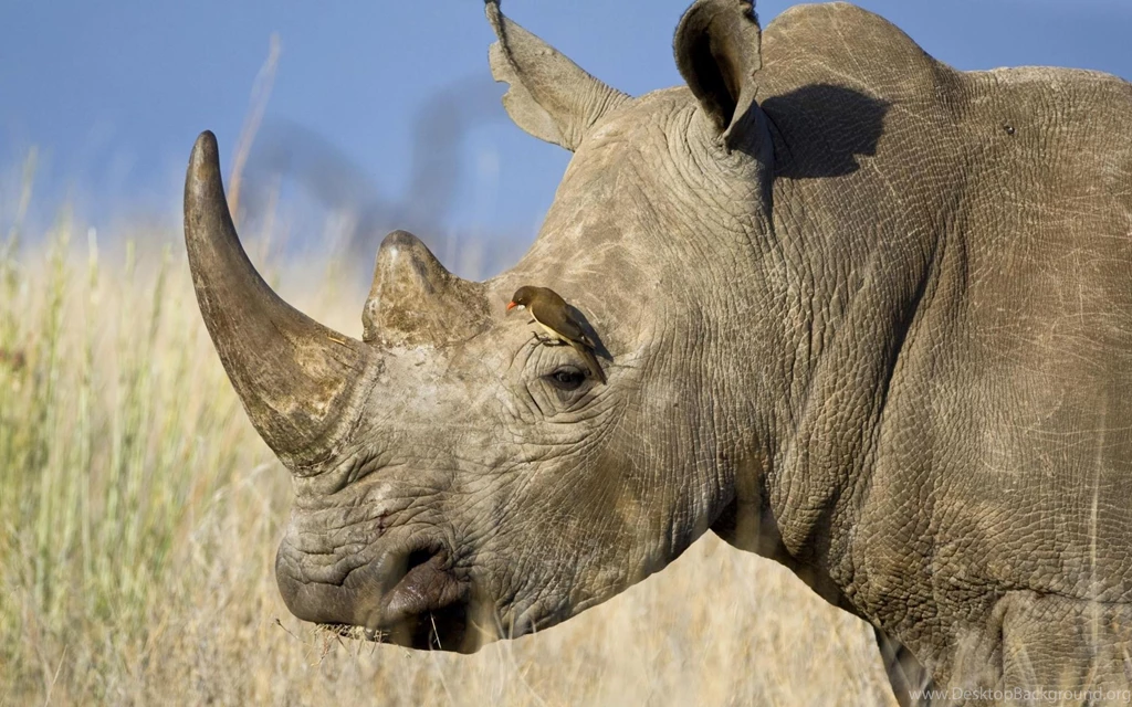 Download Wallpapers 3840x2400 Rhinoceros, Horn, Head, Profile ...