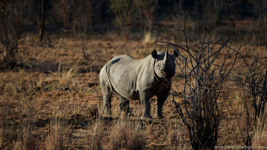 Rhinoceros Wallpapers :: HD Wallpapers