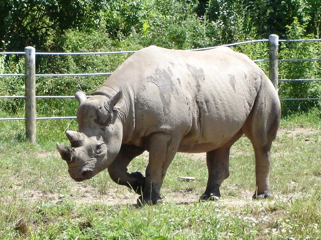 Rhinoceros Wallpapers. Images And Animals Rhinoceros Pictures (715)