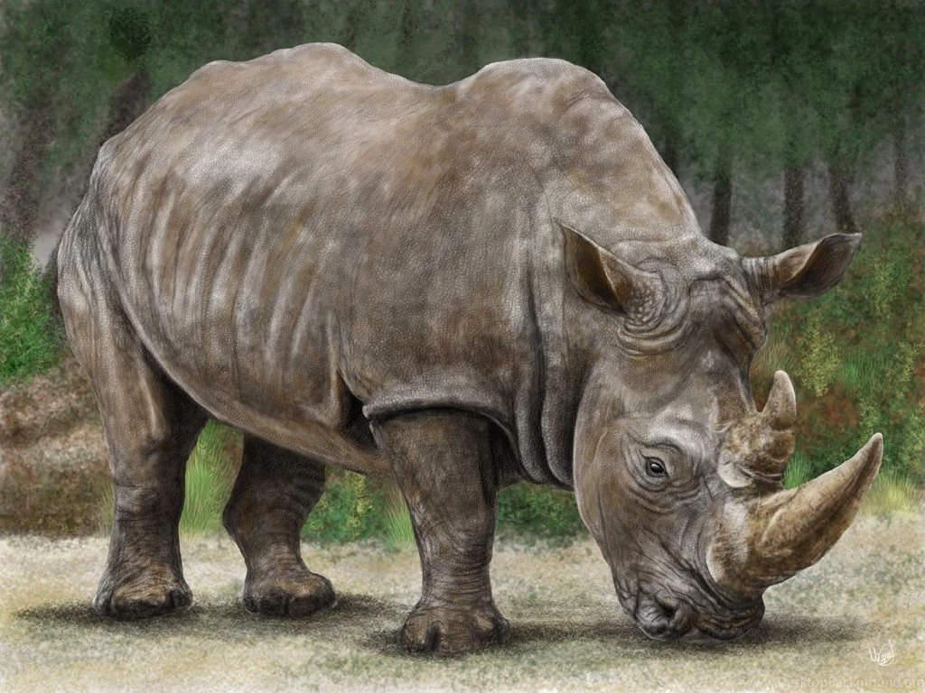 Носорог в тропическом лесу. Суматранский носорог. Суматранский носорог красная книга. Носорог в тропиках. Пятнистый носорог.
