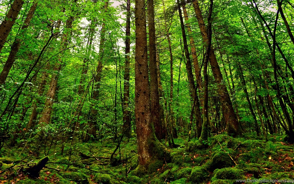 Forest Wallpapers