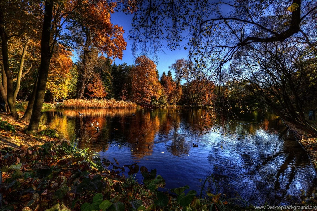 Autumn Lake Trees Birds Landscape Wallpapers