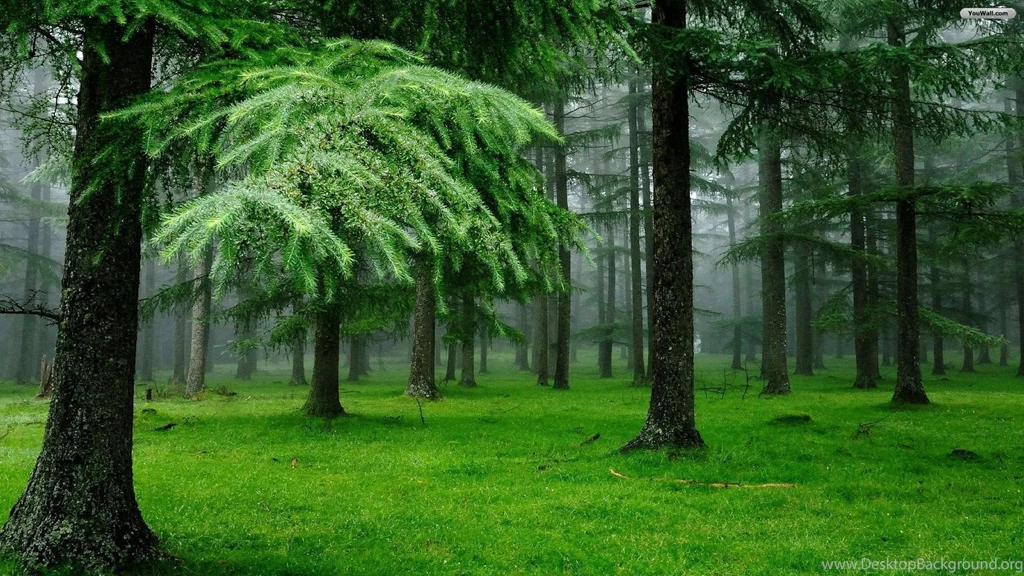 YouWall Green Forest Wallpapers Wallpaper,wallpapers,free ...