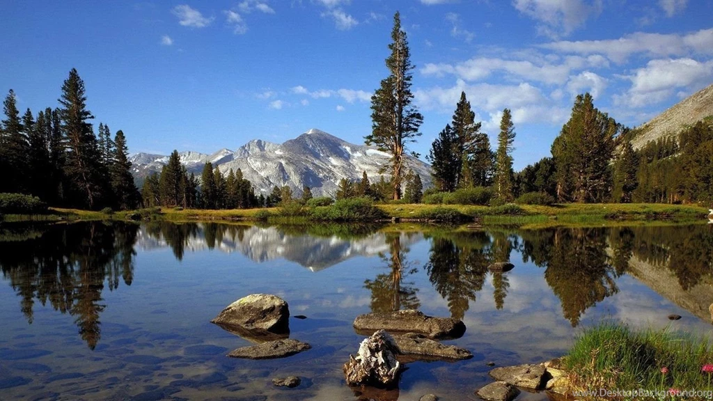 Cold_forest_1194.jpg