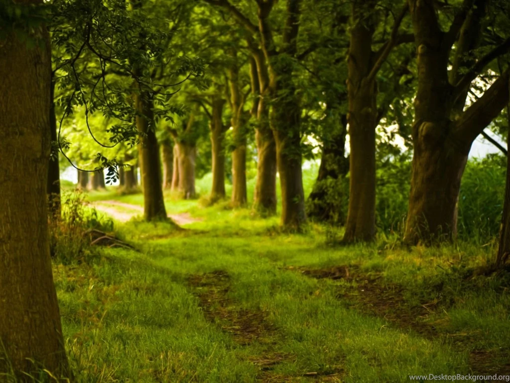 75833 2560×1600 Forest Desktop PC And Mac Wallpapers Forest ...