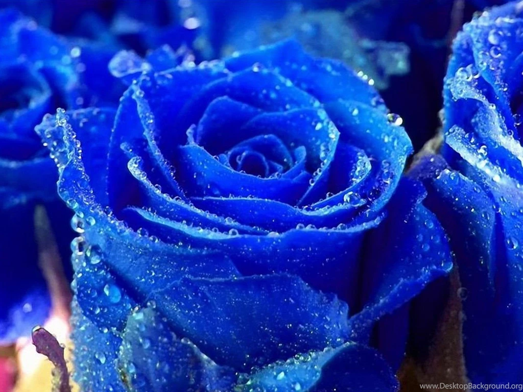 Blue Rose HD Wallpapers, Blue Rose Background, New Wallpapers