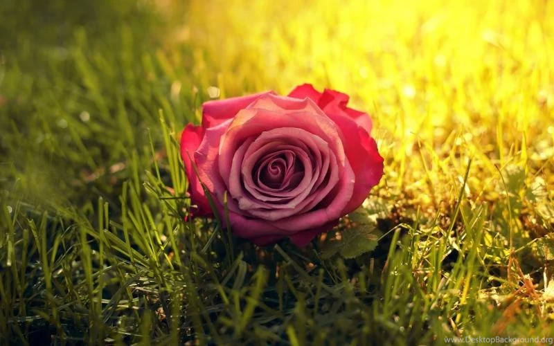 One Pink Rose Flower In Grass, Sun, Sunshine Wallpaper,One HD ...