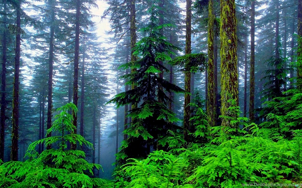Full HD Forest Wallpapers