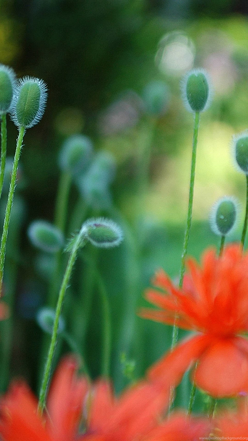 Growing Plants Samsung Galaxy A7 Wallpapers HD 1080x1920