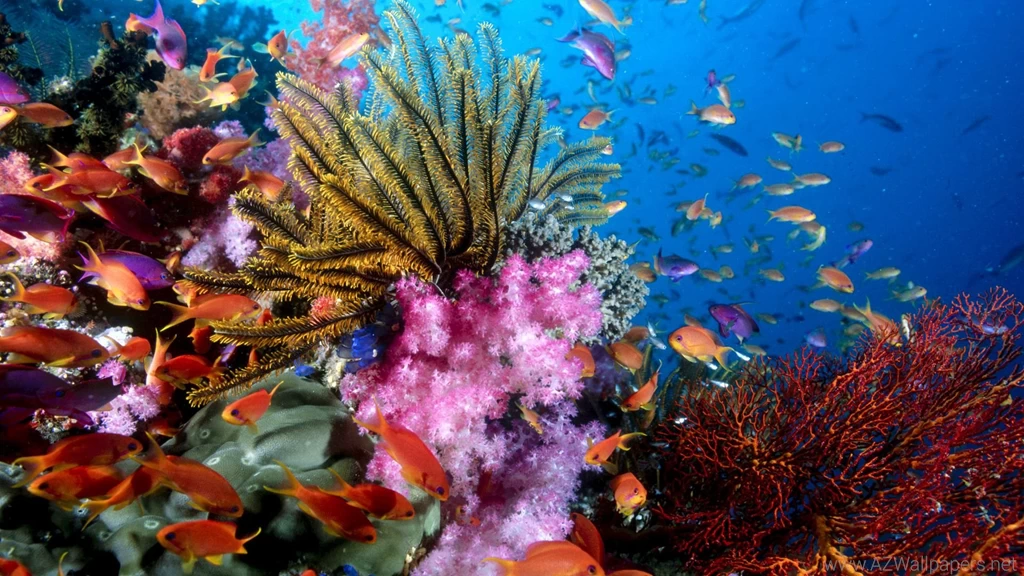 Sea life desktop wallpapers 2014.jpg