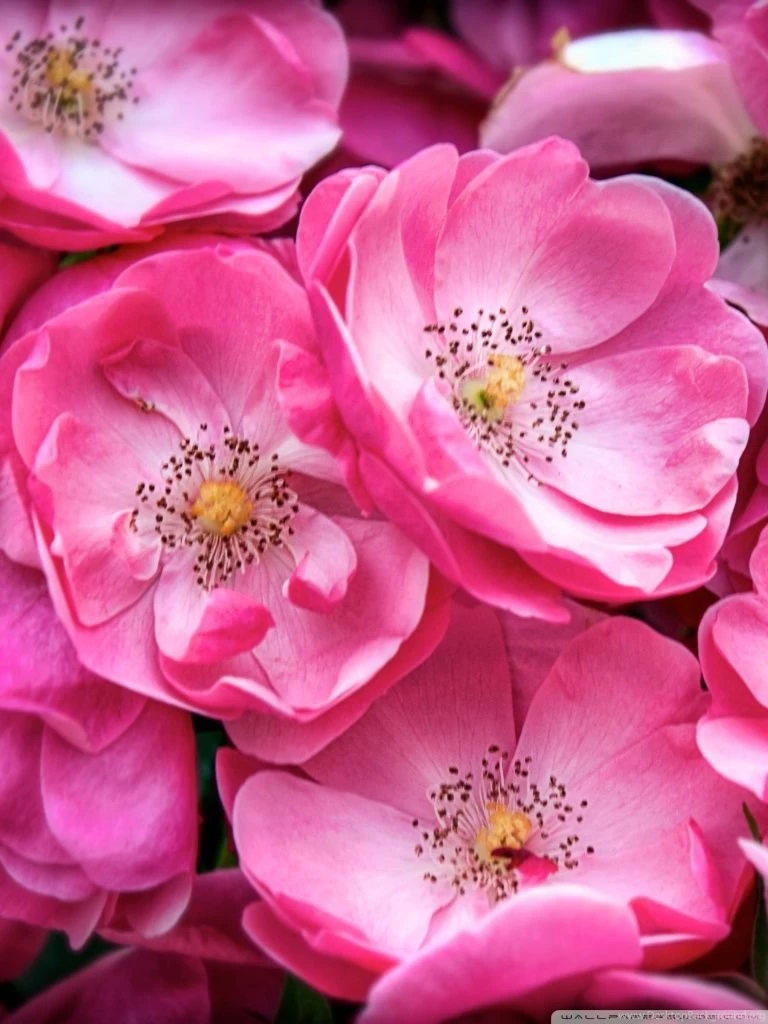 Beautiful Wild Roses HD Desktop Wallpapers : High Definition ...