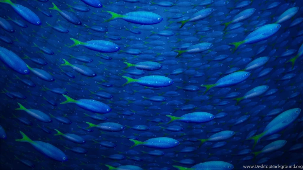 Fish: Fish Underwater Blue Ocean Marinelife Pretty Sea Full HD ...