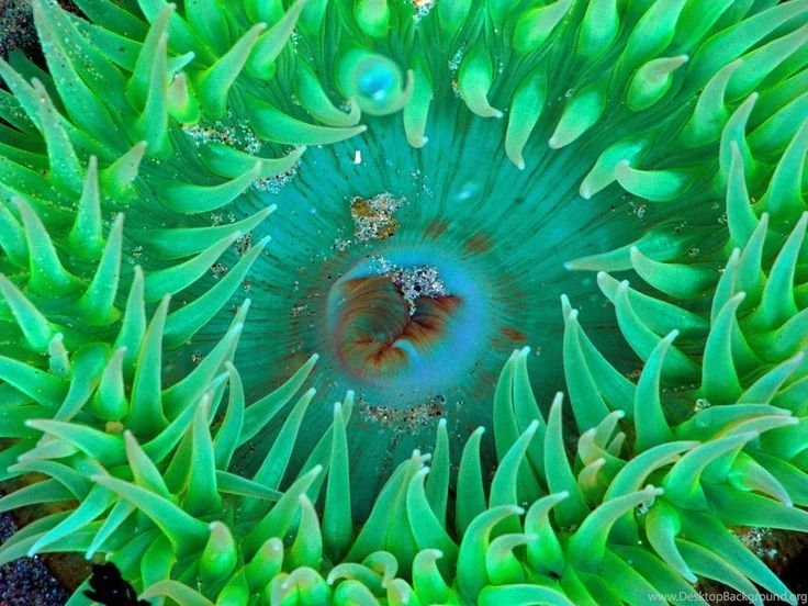 Sea Anemone Underwater Sea Life Free Desktop Backgrounds Free ...