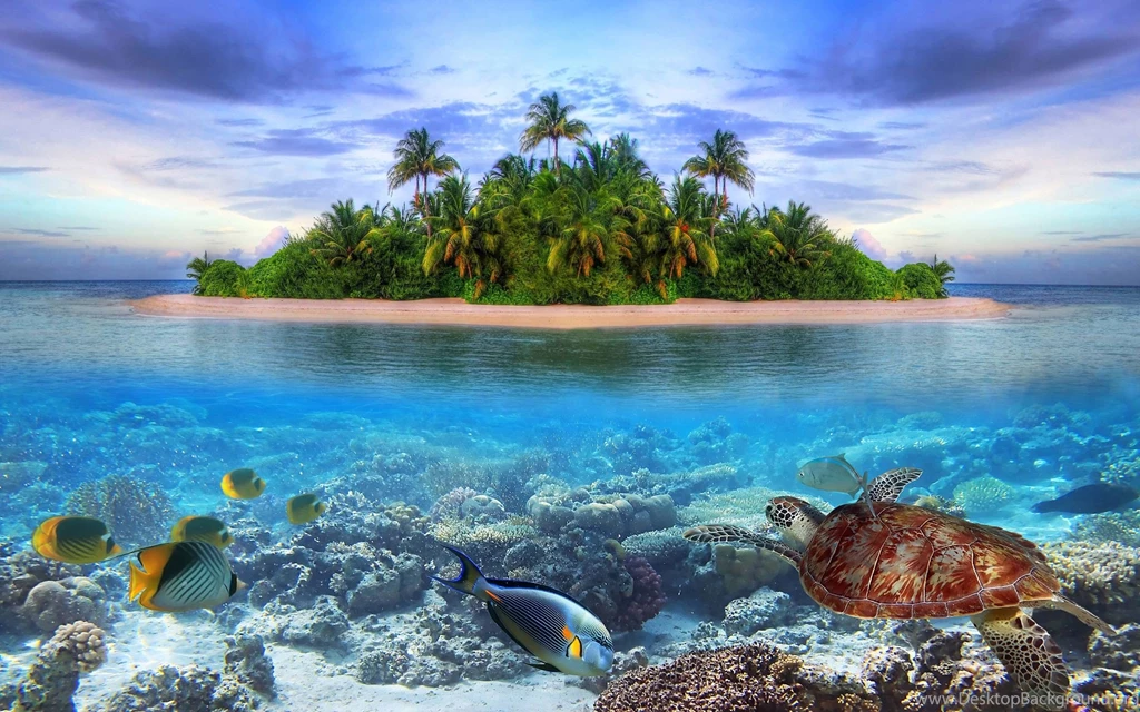Marine Life Tropical Island 4K Ultra HD Wallpapers