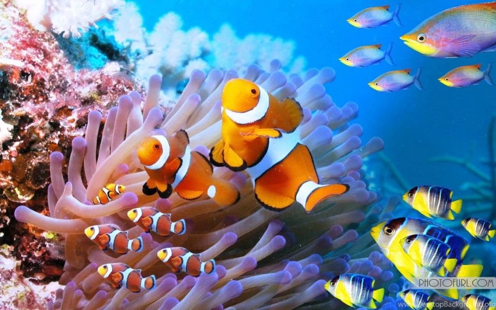 The Most Beautiful And Colorful Aquatic Sea Creatures Life ...