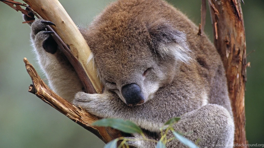 Koala HD Wallpapers