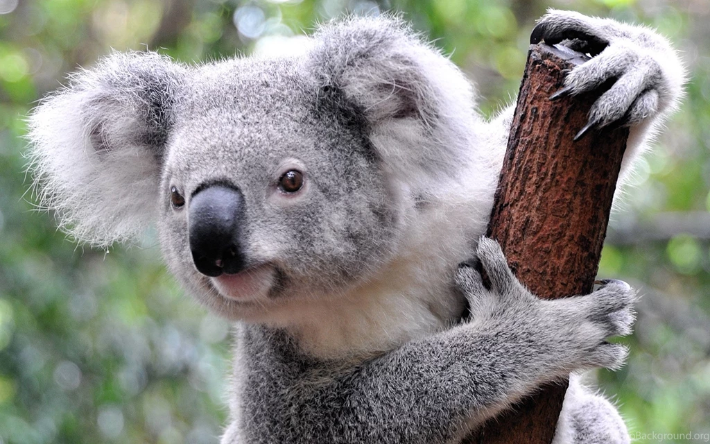 Koala Wallpapers Wallpapers Cave