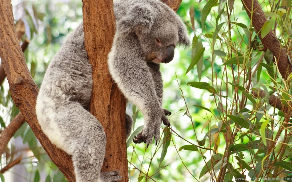 Koala Beautiful Backgrounds Top Free Picture / Wallpapers Koala 4002 ...
