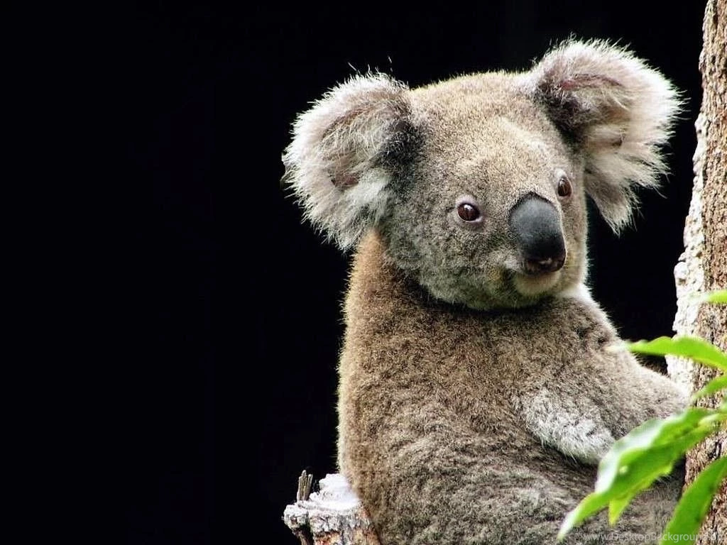 Koala De Queensland