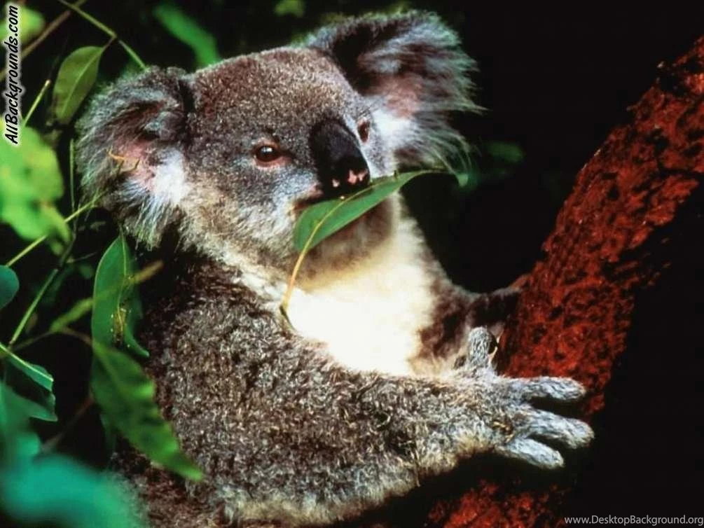 Koala Backgrounds   Twitter & Myspace Backgrounds