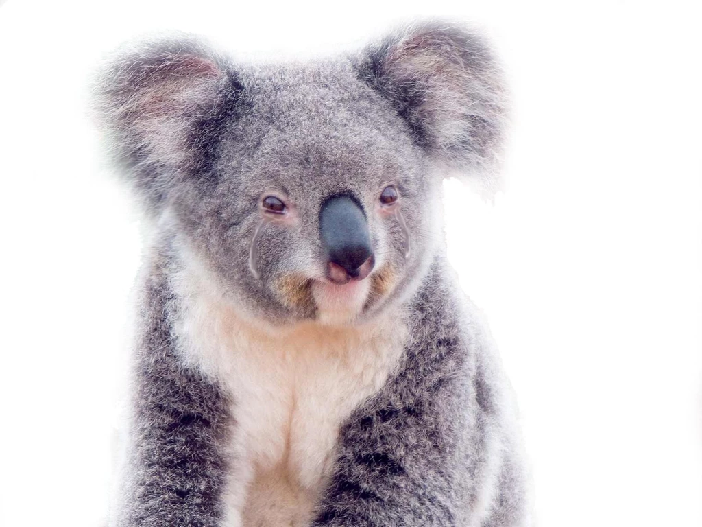 Koala Top Backgrounds High Definition Free Wallpapers / Wallpapers ...