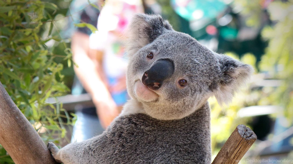Download Wallpapers 3840x2160 Koala, Animal, Face, Nose 4K Ultra HD ...