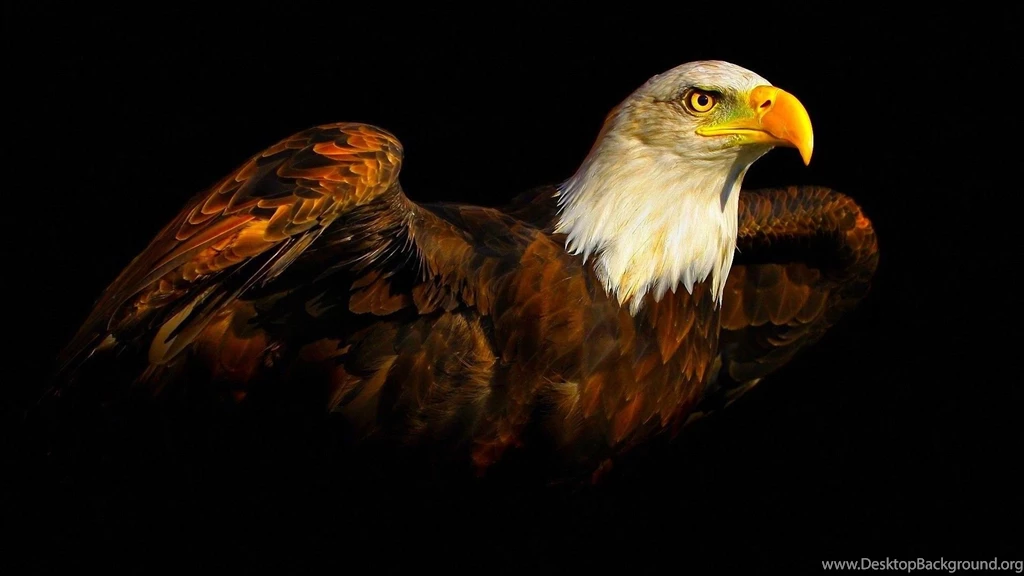 Birds Eagles Widescreen 1920×1080 Hd Wallpapers