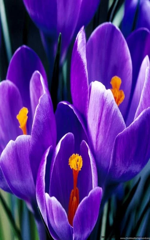 Flowers Wallpapers Free Download Zedge