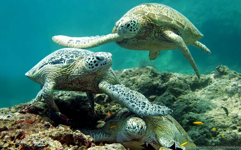 Underwater Sea Turtle HD 1920x1200.jpg