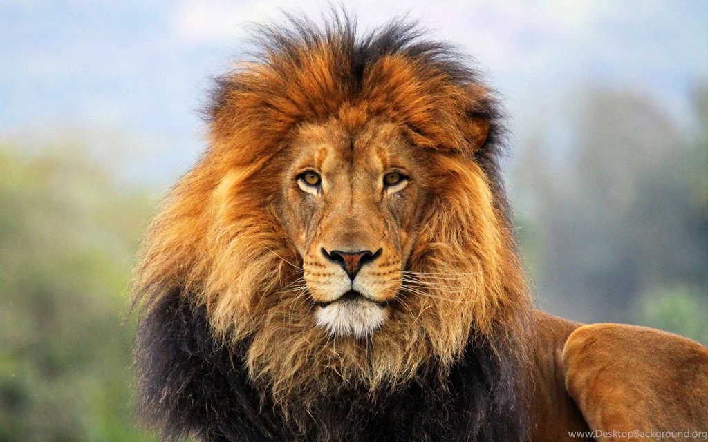 803 Lion HD Wallpapers