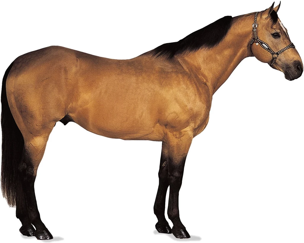 Horse With White Backgrounds Wallpapers Cave