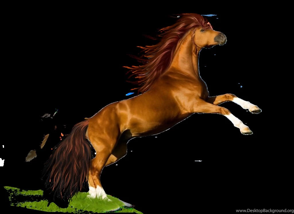 Horse_PNG302.png