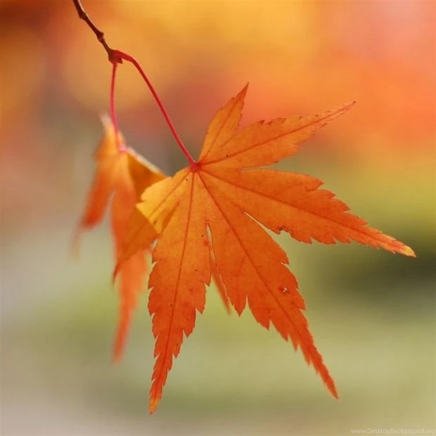 Awesome iPad 4 Wallpapers