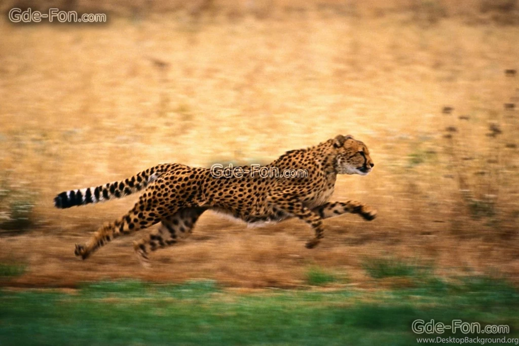 33112_gepard_beg_priroda_2500x1667_www.Gde Fon.com.jpg