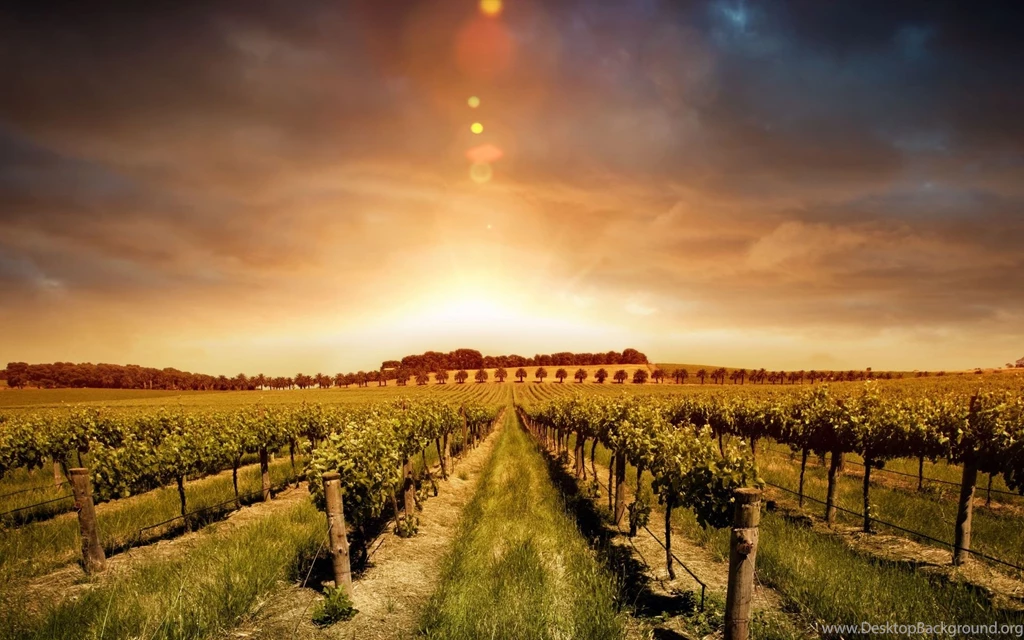 Beautiful Sunset On The Vineyard Wallpapers HD