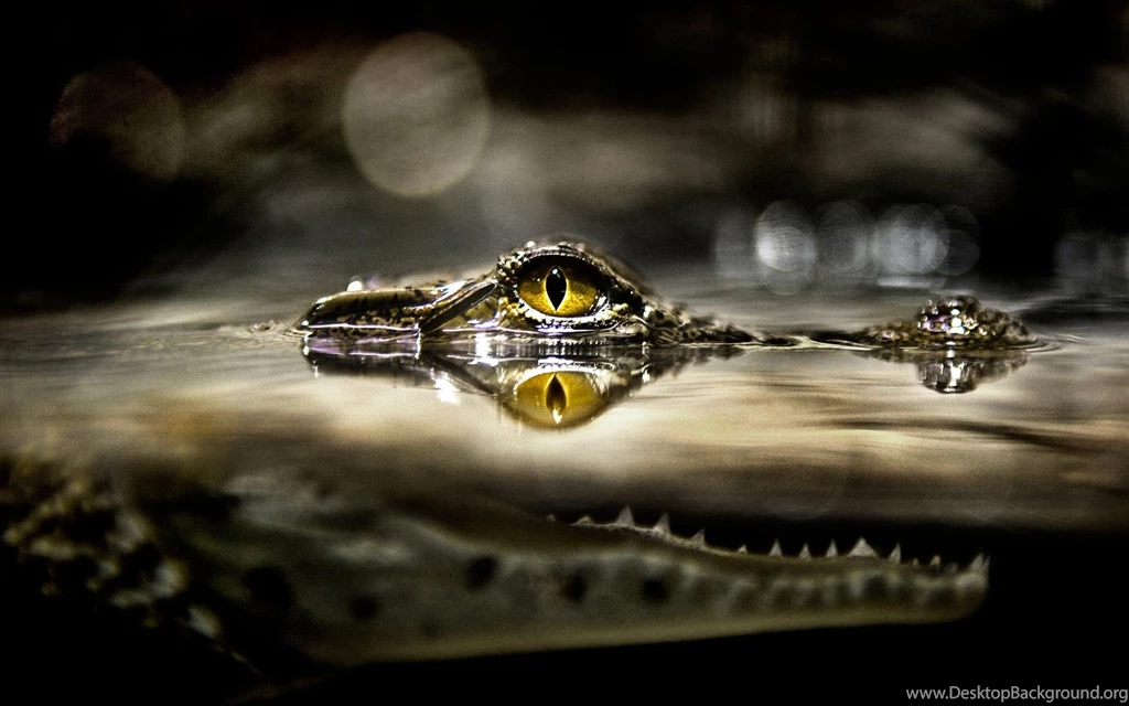 Crocodile Attack Wallpapers
