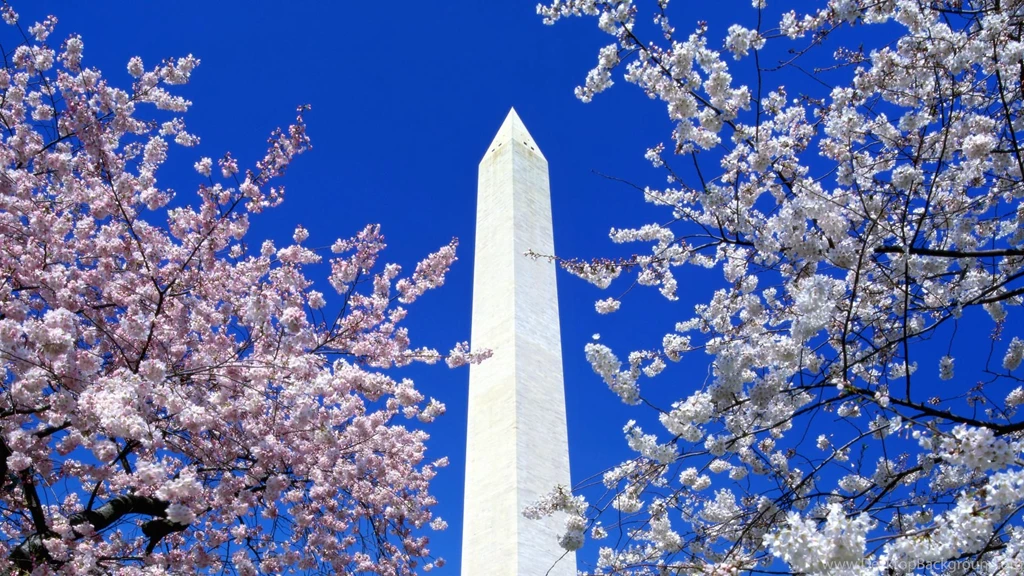 Cherry Blossoms Washington Monument Washington DC.jpg