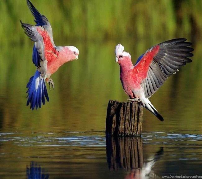 10 Great Sites To Download FREE Wallpapers   Tipsnfreeware